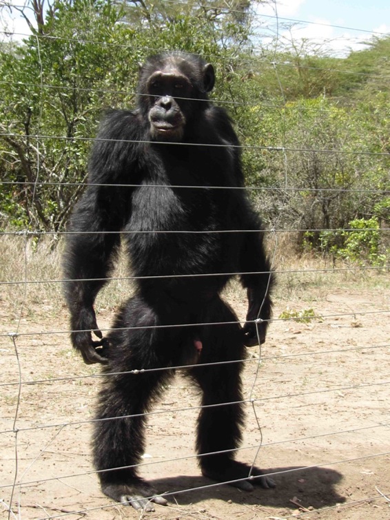 chimpsteht.jpg