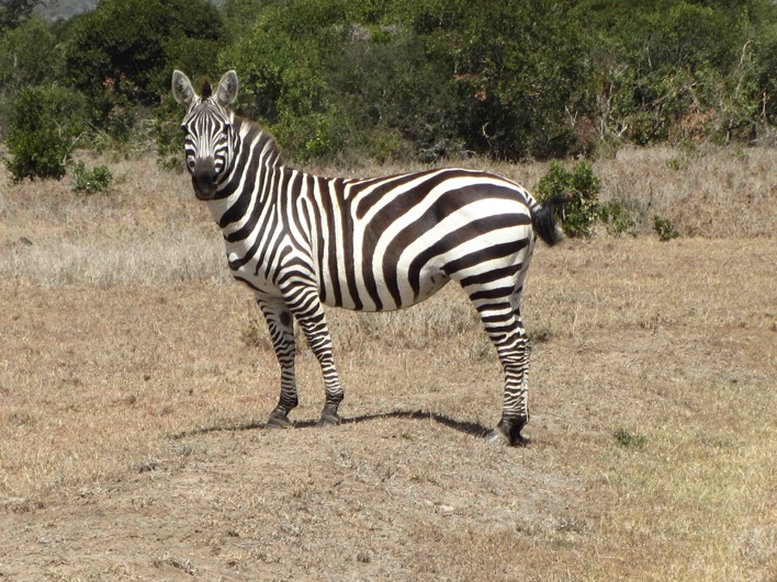 zebra.jpg