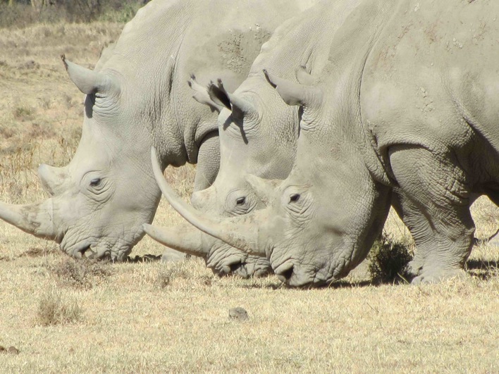 rhino4.jpg