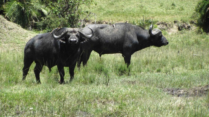 büffel.jpg