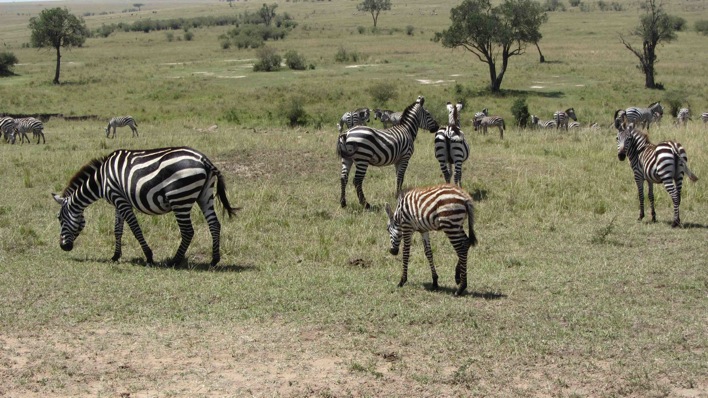 Zebras.jpg