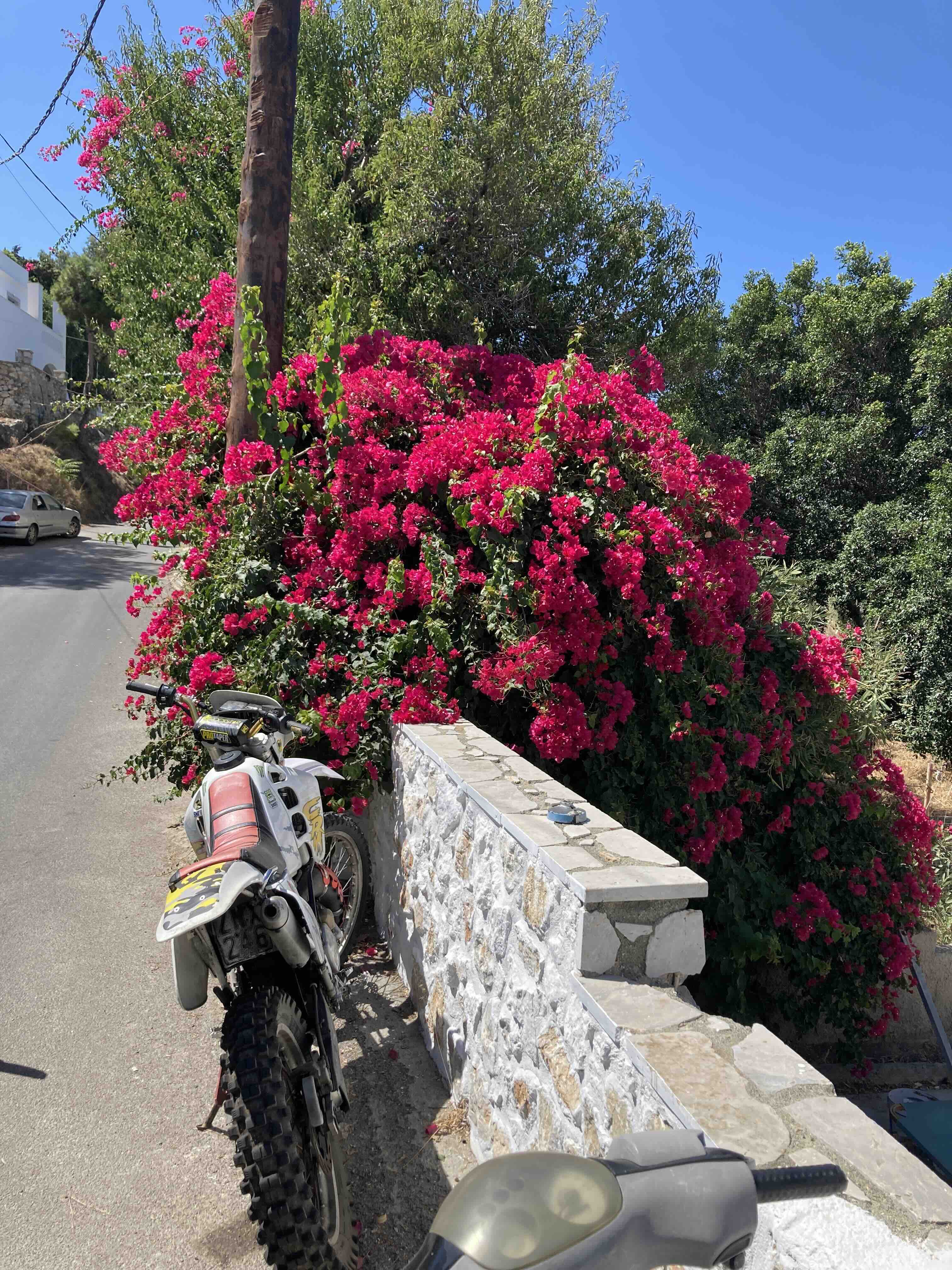 Blumen.jpg